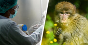نشانه‌های جدید ابتلا به آبله میمونی با نوع قبل فرق دارد