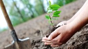 کاشت یک میلیارد درخت در سراسر کشور شروع شد
