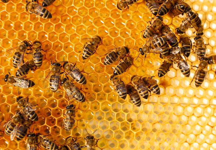 رتبه سوم جهان در تولید عسل برای ایران