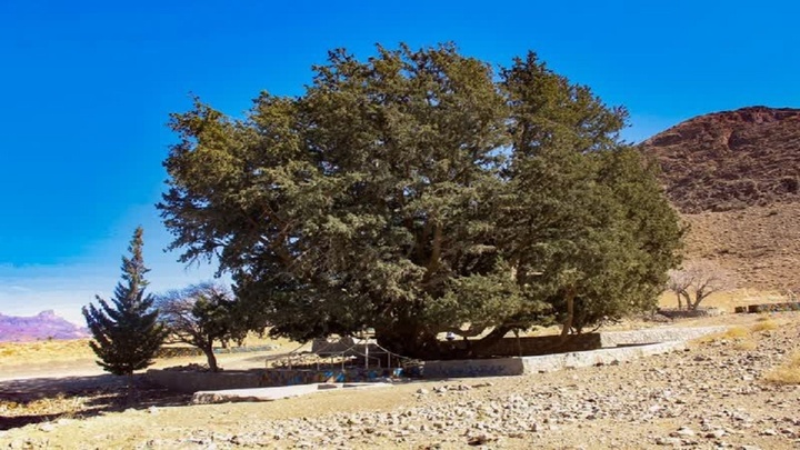 ثبت درختان سرو کهنسال «تفتان» در فهرست میراث طبیعی ملی
