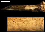 کشف قدیمی‌ترین مدرک آدم‌خواری با قدمت ۱.۵ میلیون سال